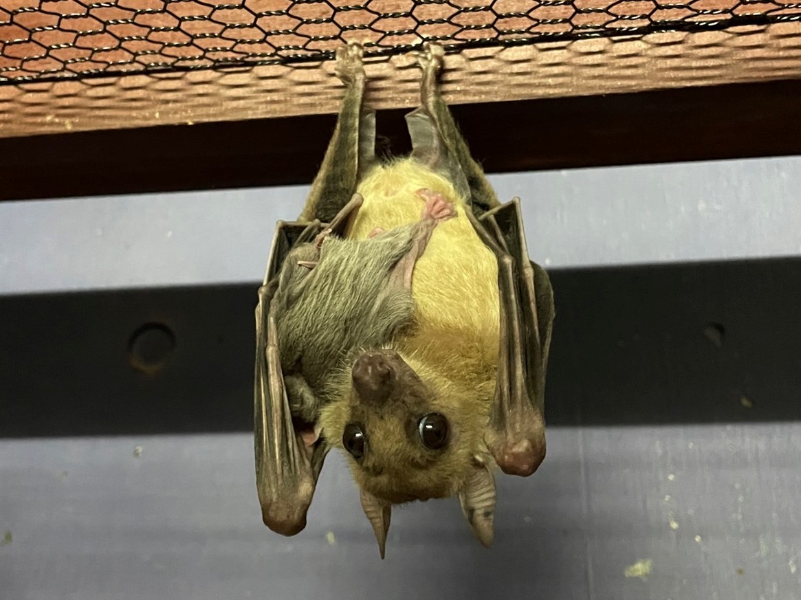 エジプトルーセットオオコウモリ が子育て中です！ 夜行性動物館へお