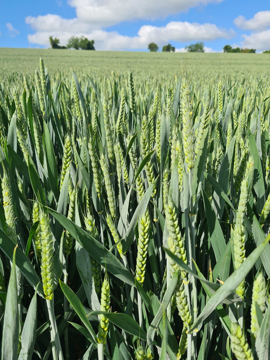 nomadicmark's tweet image. West Meon, Hampshire