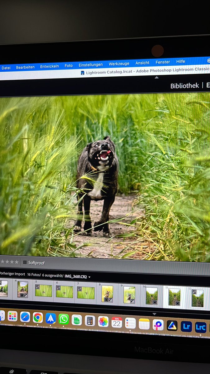hirtphoto's tweet photo. Good morning 🤪
Editing some pictures of my dog. Sometimes she is a weirdo 🤣

#dog #dogphotography #photography #editing https://t.co/JT9veE7AP4