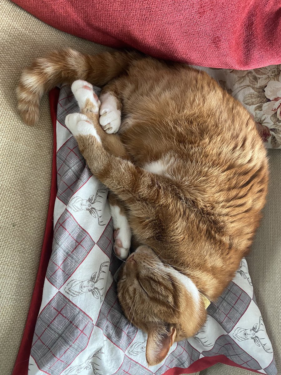 Finished all the tuna! Now for a snooze!!!