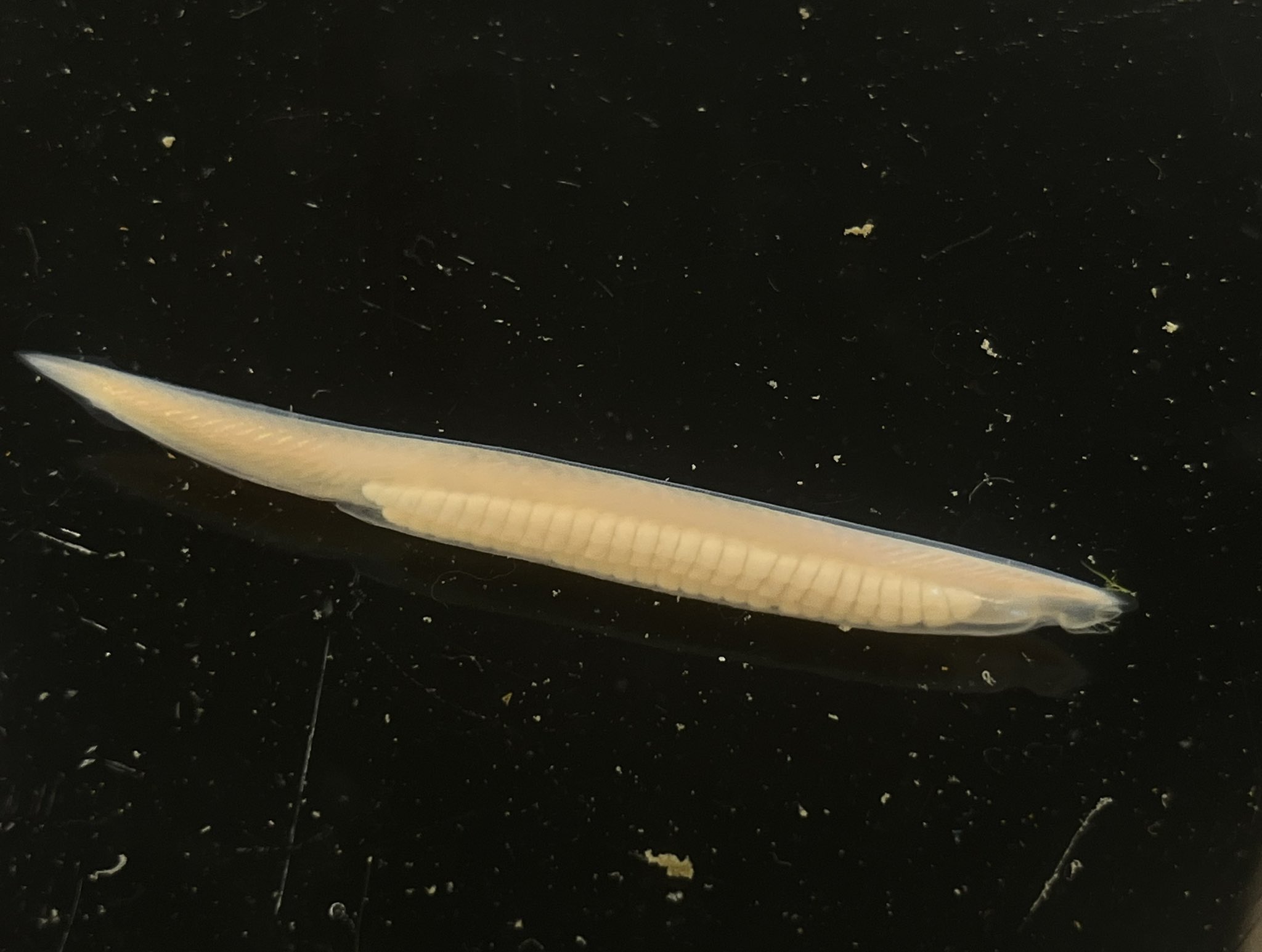 和歌山県立自然博物館 変わった生き物を取ったので 見てほしい 窓口にはよくあるお問い合わせなのですが 今日はかなり変わった生き物でした 県内某所の海岸で採集したとのこと こ これは 大昔の生物 ピカイア ではなく ナメクジウオの仲間