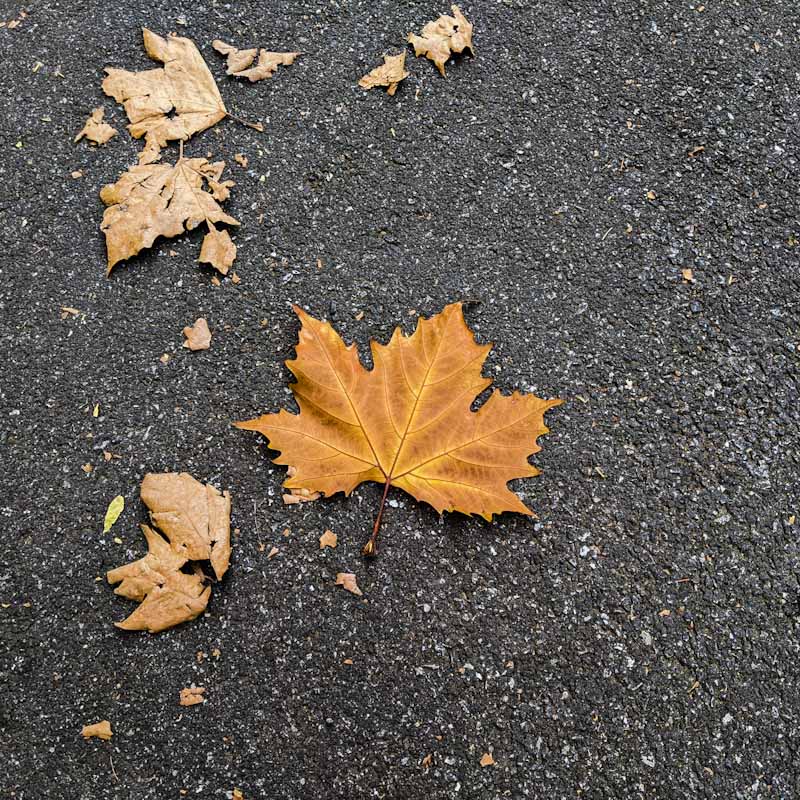 ditheringflow's tweet image. Autumn..