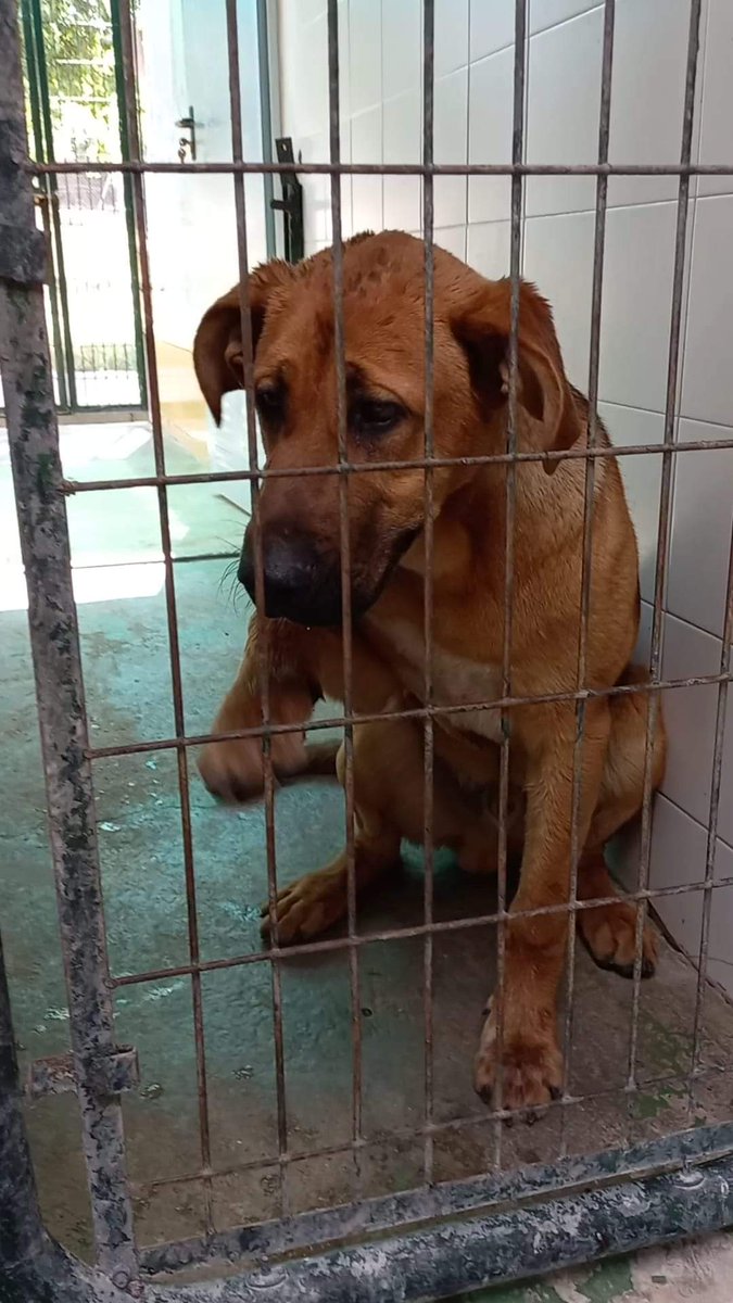 Indi se muere de pena dentro de una jaula 😢 💔
En la perrera de Jerez
652 22 11 78
699 73 13 30
😭 🆘 📢