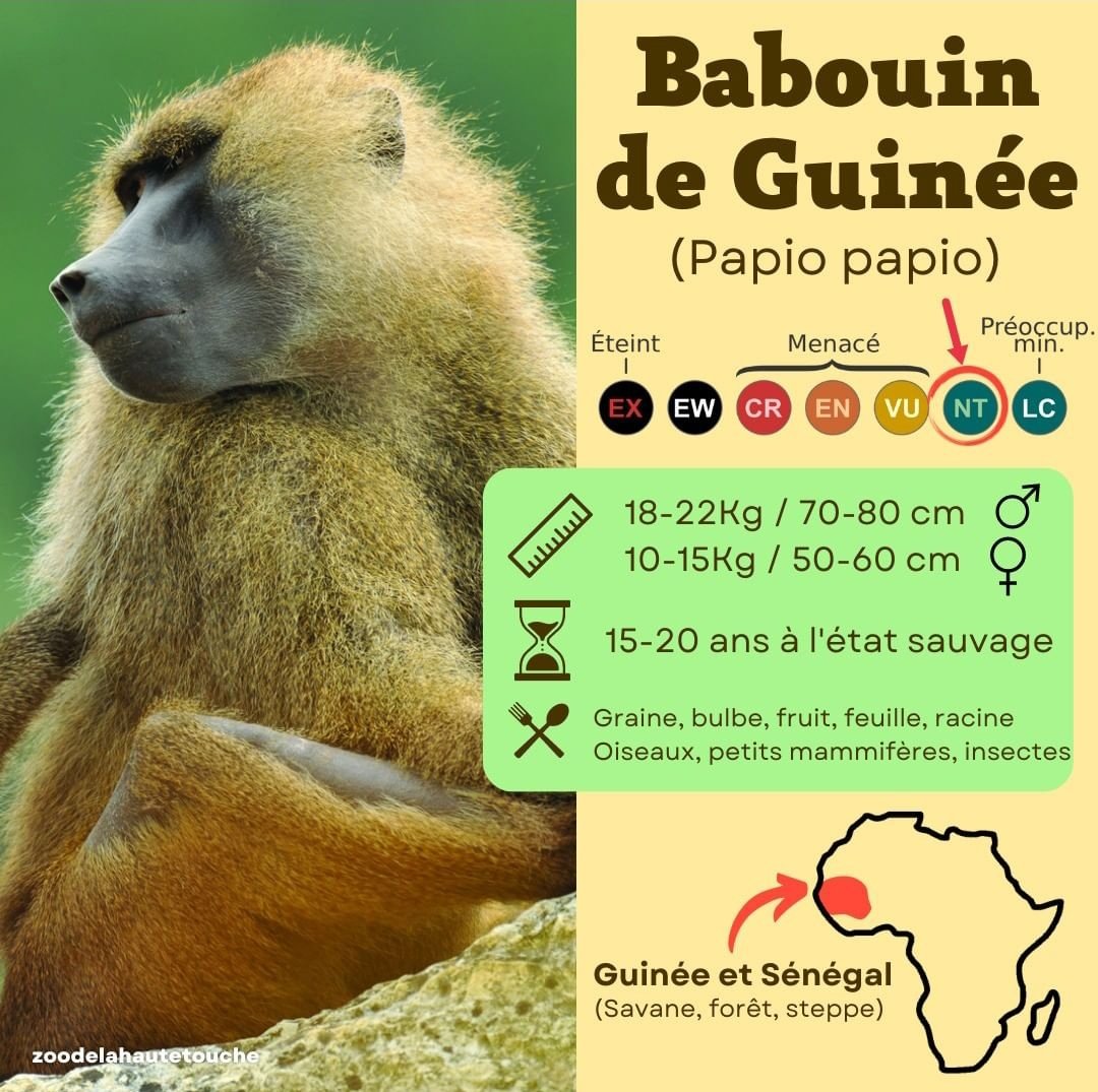 Thomas Augier tweet media