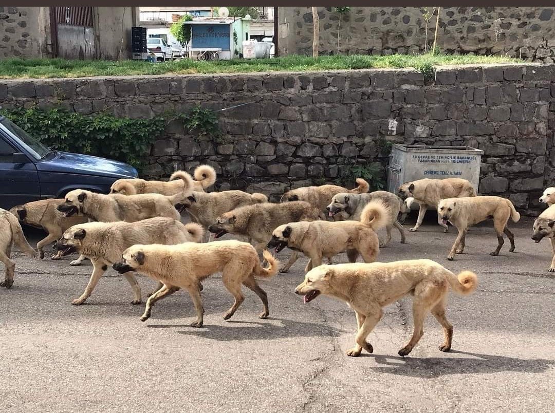 **Serdar Kaya 🇹🇷 (@sseyyubi1187) on Twitter photo Havuzlu, güvenlikli sahipsiz tek bir köpeğin giremeyeceği yüksek duvarlı sitelerde yaşayıp, köpek sevdalısı twitler atıyorlar. Gariban mahallelerde bu itleri toplayıp besliyor milletin başına bela ediyorlar. Başıboş <a href="/KopekSorunu/">Başıboş Köpek Sorunu - Stray Dog Problem</a> hemen çözülmezse terörden fazla can yakacak. Havuzlu, güvenlikli sahipsiz tek bir köpeğin giremeyeceği yüksek duvarlı sitelerde yaşayıp, köpek sevdalısı twitler atıyorlar. Gariban mahallelerde bu itleri toplayıp besliyor milletin başına bela ediyorlar. Başıboş <a href="/KopekSorunu/">Başıboş Köpek Sorunu - Stray Dog Problem</a> hemen çözülmezse terörden fazla can yakacak.