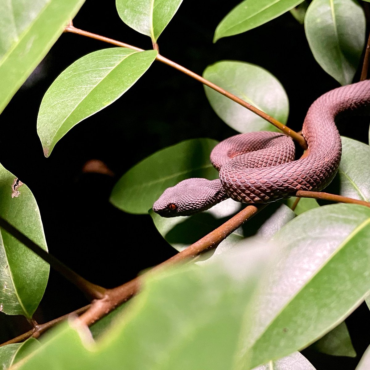 JKannanR's tweet photo. Finally managed to see one of these gorgeous #snakes up close! Love how its keeled scales stand out. #SGBiodiversity

Mangrove Pit Viper
𝘛𝘳𝘪𝘮𝘦𝘳𝘦𝘴𝘶𝘳𝘶𝘴 𝘱𝘶𝘳𝘱𝘶𝘳𝘦𝘰𝘮𝘢𝘤𝘶𝘭𝘢𝘵𝘶𝘴 https://t.co/siS5Fm3QIQ
