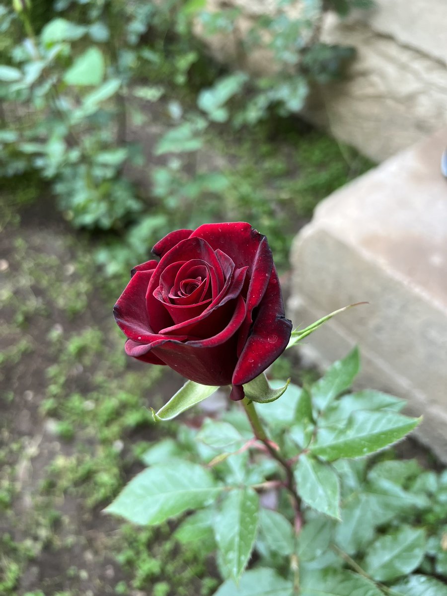 The irrepressible farmer-entrepreneur, Yrsaliev Kalyikul, in Naryn. Supported over 10yrs through various programmes of <a href="/AKF_Global/">Aga Khan Foundation</a> <a href="/ucentralasia/">University of Central Asia</a> &amp; <a href="/EUinKyrgyzstan/">EU in Kyrgyzstan</a> he’s more than quadrupled his income, supports his son’s enterprises &amp; education of 13 grandchildren. #SmartAidWorks