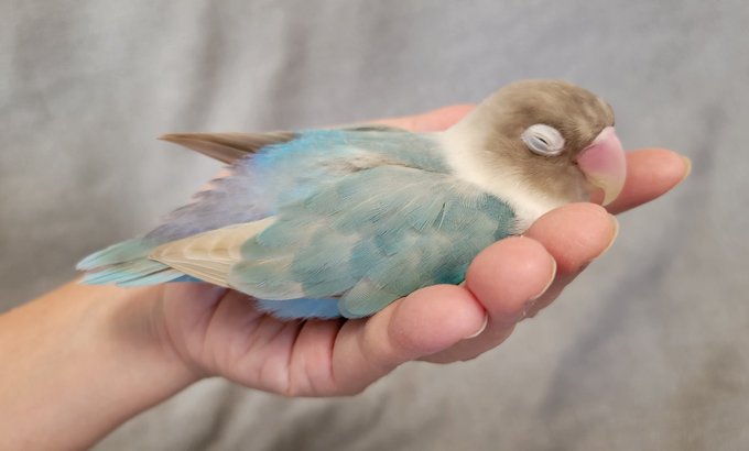 ボタンインコ可愛いぞ委員会のtwitterイラスト検索結果