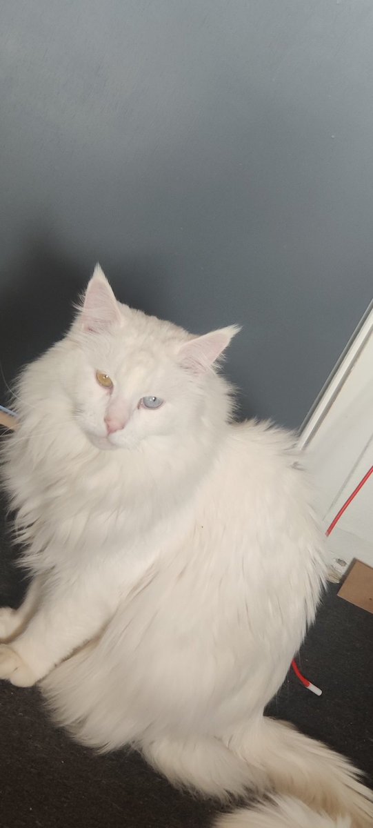 frxzy 🌩️x🌹 tweet media