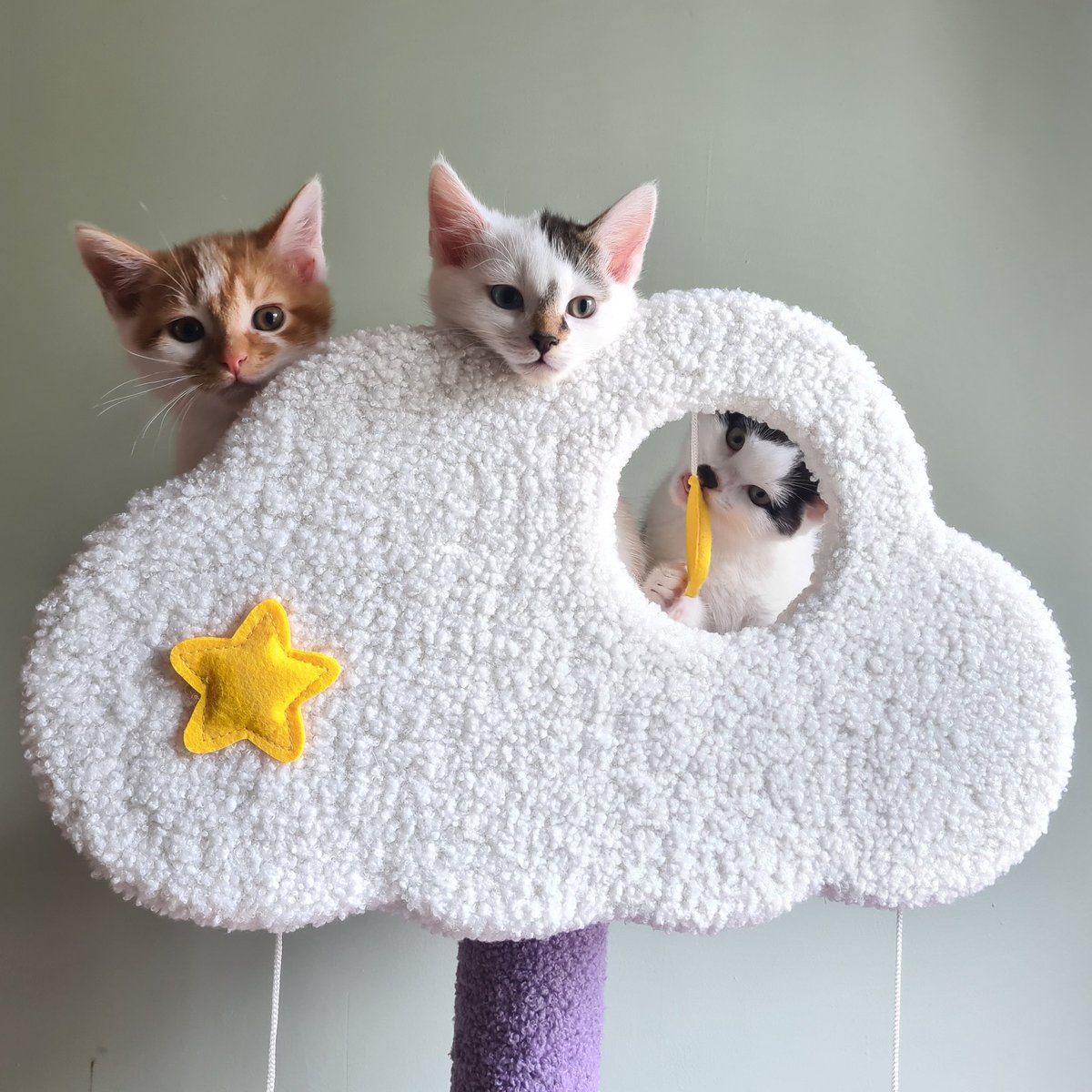 flyingsnow's tweet photo. Important annoucement: the kittens have discovered the top platform of the cat tree. https://t.co/2FRpEJJ1Lt
