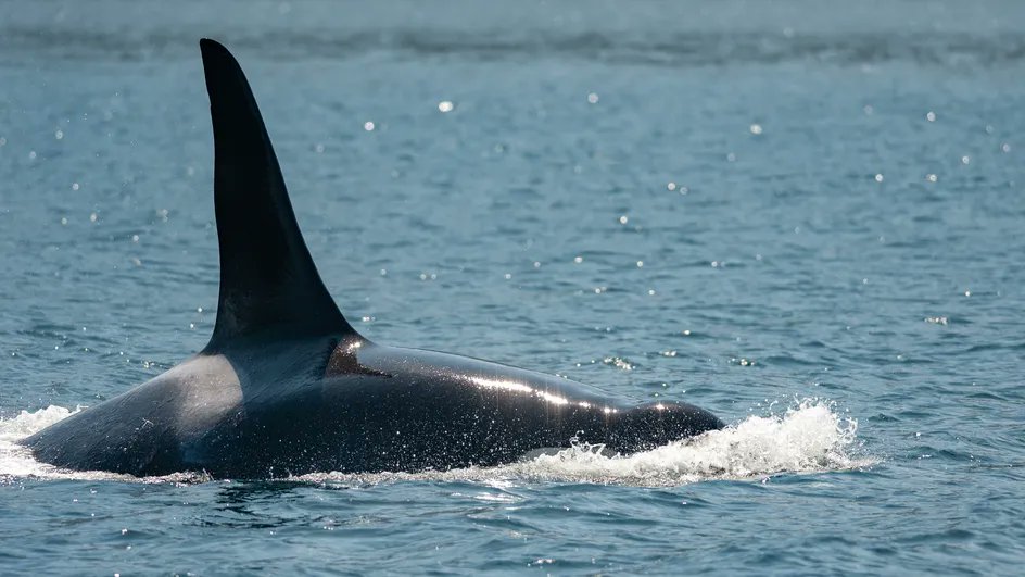 Orque dans la Seine : "On est vraiment dans une course contre la montre" pour sauver le cétacé, affirme la présidente de Sea Shepherd

francetvinfo.fr/animaux/orque-…