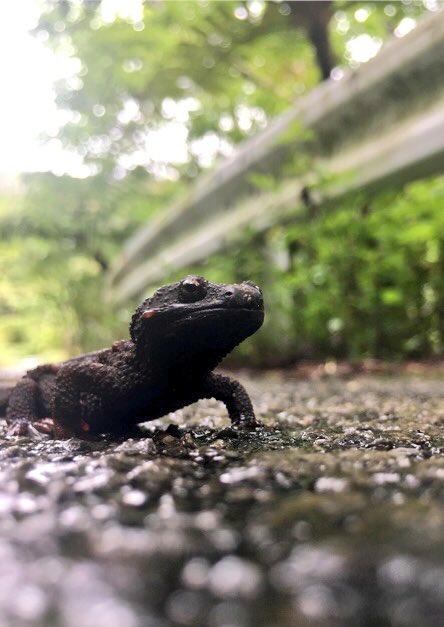 kameminoji's tweet photo. ステッカータイプをリクエスト下さった
やんばるくいな荘さんへ、ストップロードキル クロイワトカゲモドキ、イボイモリを送り出しました〜♪
ゆいゆい国頭さんなどに並ぶ予定です！
#トカゲモドキ
#イボイモリ
#StopRoadKill https://t.co/NYnJnF1dY6
