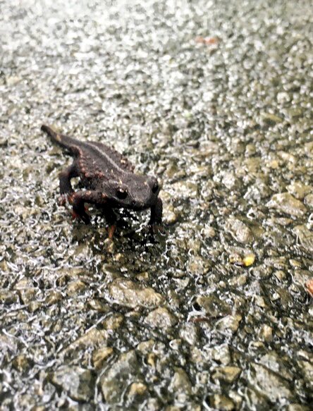 kameminoji's tweet photo. ステッカータイプをリクエスト下さった
やんばるくいな荘さんへ、ストップロードキル クロイワトカゲモドキ、イボイモリを送り出しました〜♪
ゆいゆい国頭さんなどに並ぶ予定です！
#トカゲモドキ
#イボイモリ
#StopRoadKill https://t.co/NYnJnF1dY6