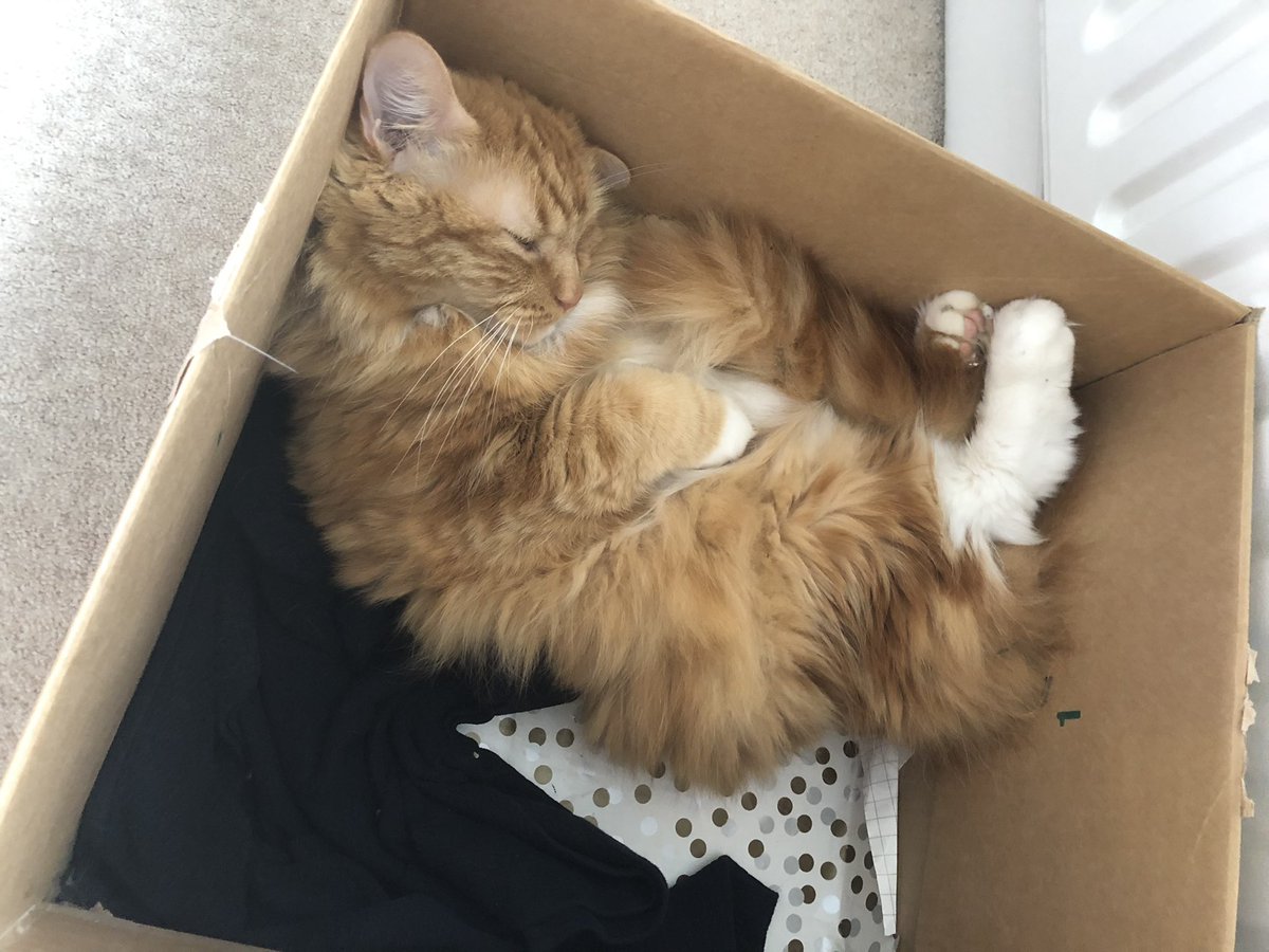 EricTheCat_Bham's tweet photo. Third box today. Mombie said she could do with a laugh & that I helped. Donโt understand! ๐ฆ๐ฆ๐ฆ ๐น๐น
Happy #CatBoxSunday furpals!
#EricTheCat #Cats #CatsOfTwitter #Hedgewatch #SundayVibes #DoingTheRounds https://t.co/s5yxSuDJxz