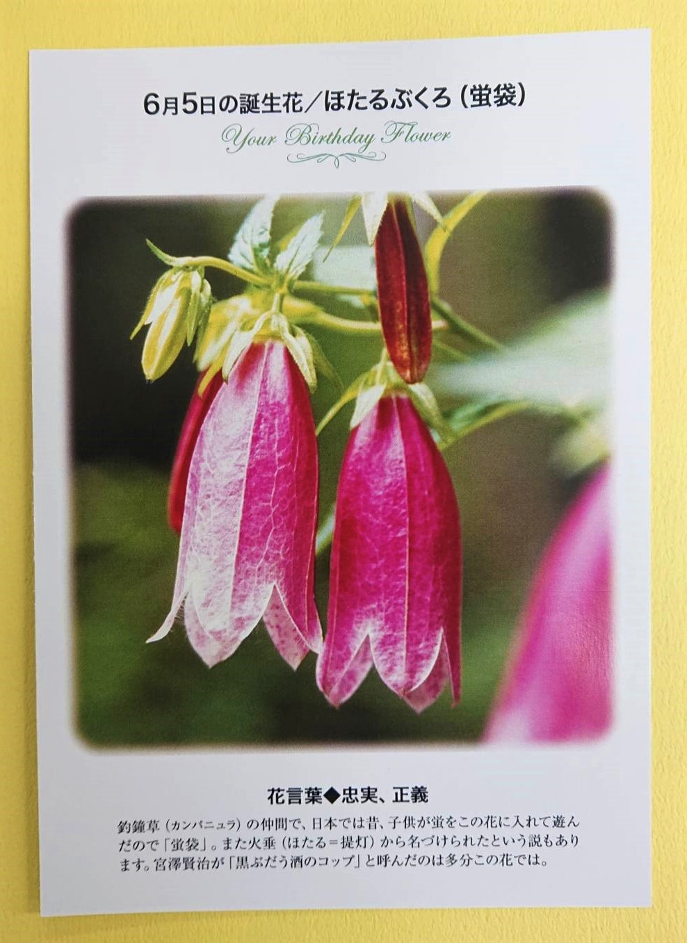 تويتر 紀伊國屋書店 梅田本店 على تويتر 誕生花ポストカード 6 5の 誕生花 は ほたるぶくろ 釣鐘草 カンパニュラ の仲間で 日本では昔 子供が蛍をこの花に入れて遊んだので 蛍袋 また火垂から名付けられたという説もあります 花言葉 は 忠実 正義