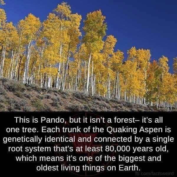 GreenpeaceUK's tweet image. Just 1 tree! 😮🌲

#NatureIsAwesome