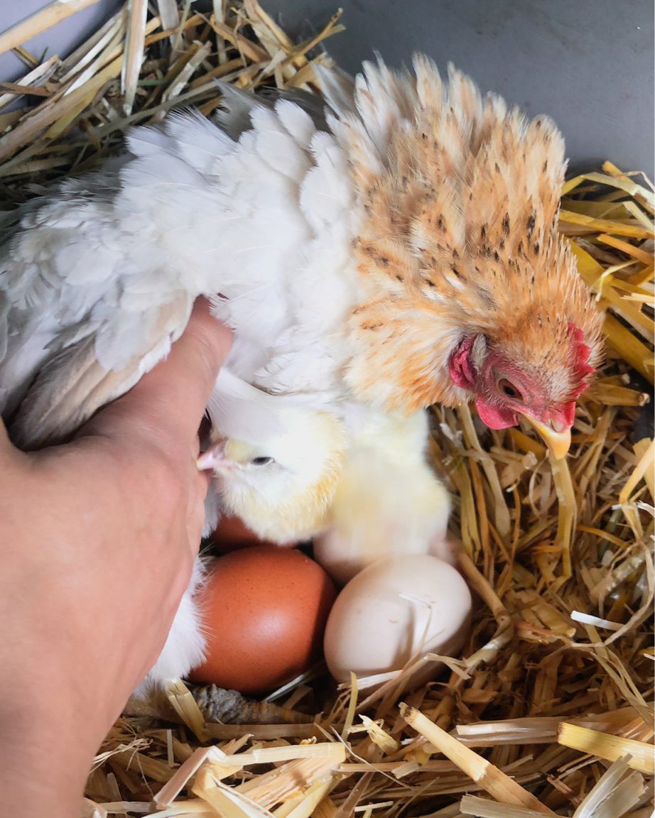 🐣 Ich bin heute fast umgefallen, als ich die Eier der Hühner holen wollte. Willkommen zur Familie „Big Chungus“ - unser neues Küken!

#glücklichehühner #eiervonglücklichenhühnern #hühner #küken #cynthiabarcomi