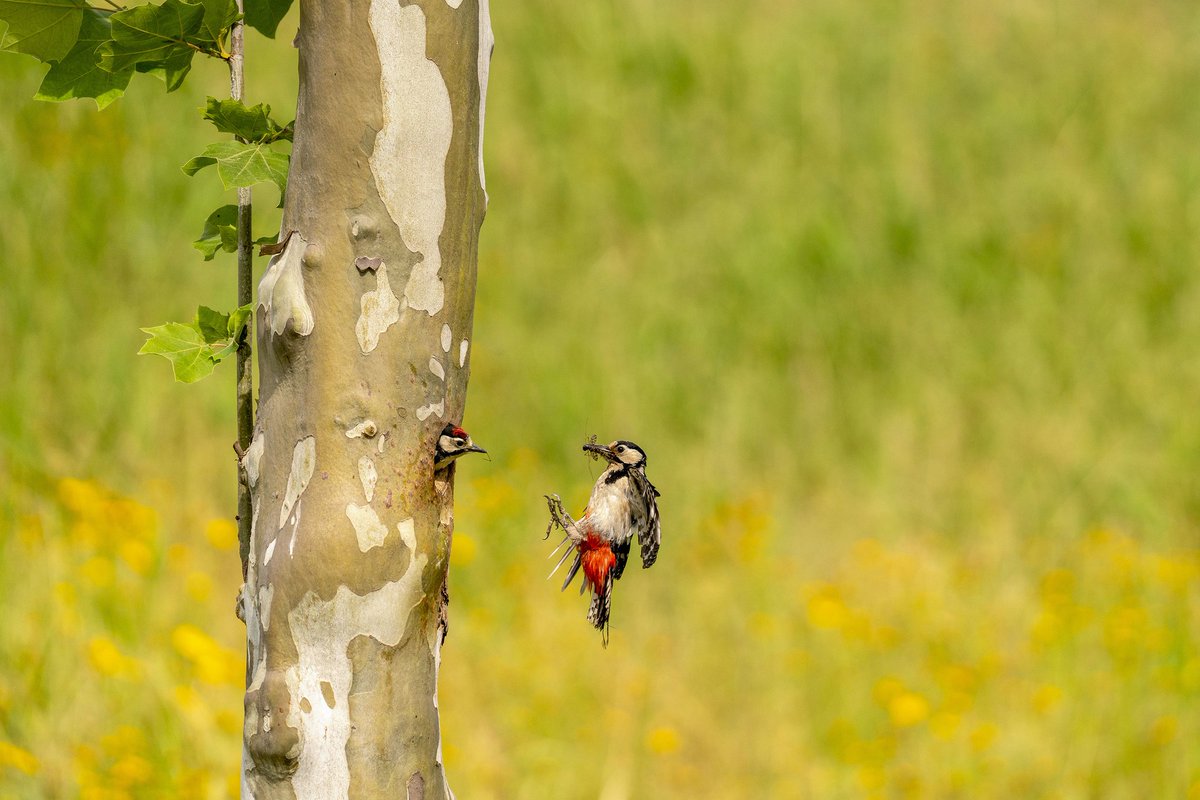 낙동강 딱다구리~
맛있다고 냠냠~