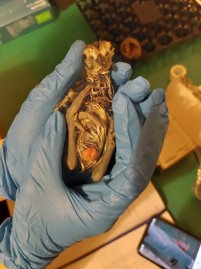 CurlewCountry's tweet photo. Can you recognise the umbilicus? Yep, chicks have belly buttons just like we do!
The umbilicus is where the yolk is absorbed into the body prior to hatch, giving the chick the nutrition it needs for its first day in the outside world.

#curlewcountry #curlewconservation https://t.co/wvKCDL20QT