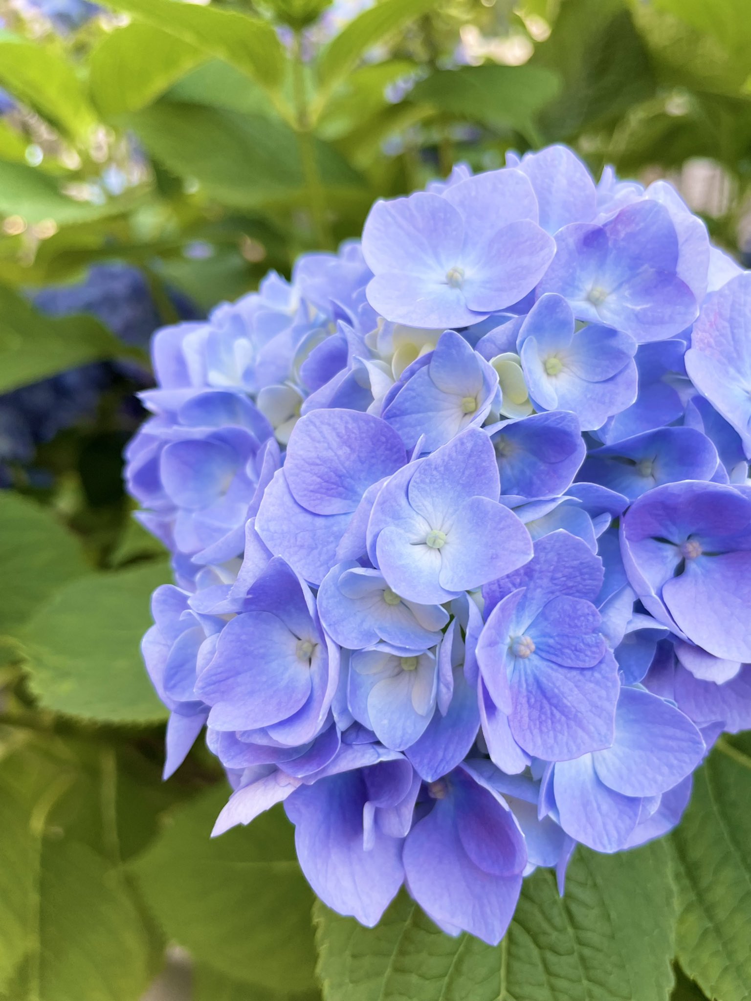 美津乃あわ 東京は今日の暑さで紫陽花がわぁっと咲きました 近所にも陽の当たる場所ではこの通り 紫陽花の花言葉は 移り気 とかネガなのをよく耳にするけど 辛抱強い愛 とか 知的 とかポジなのもあるのだぞ 紫陽花 可愛いなぁ T Co