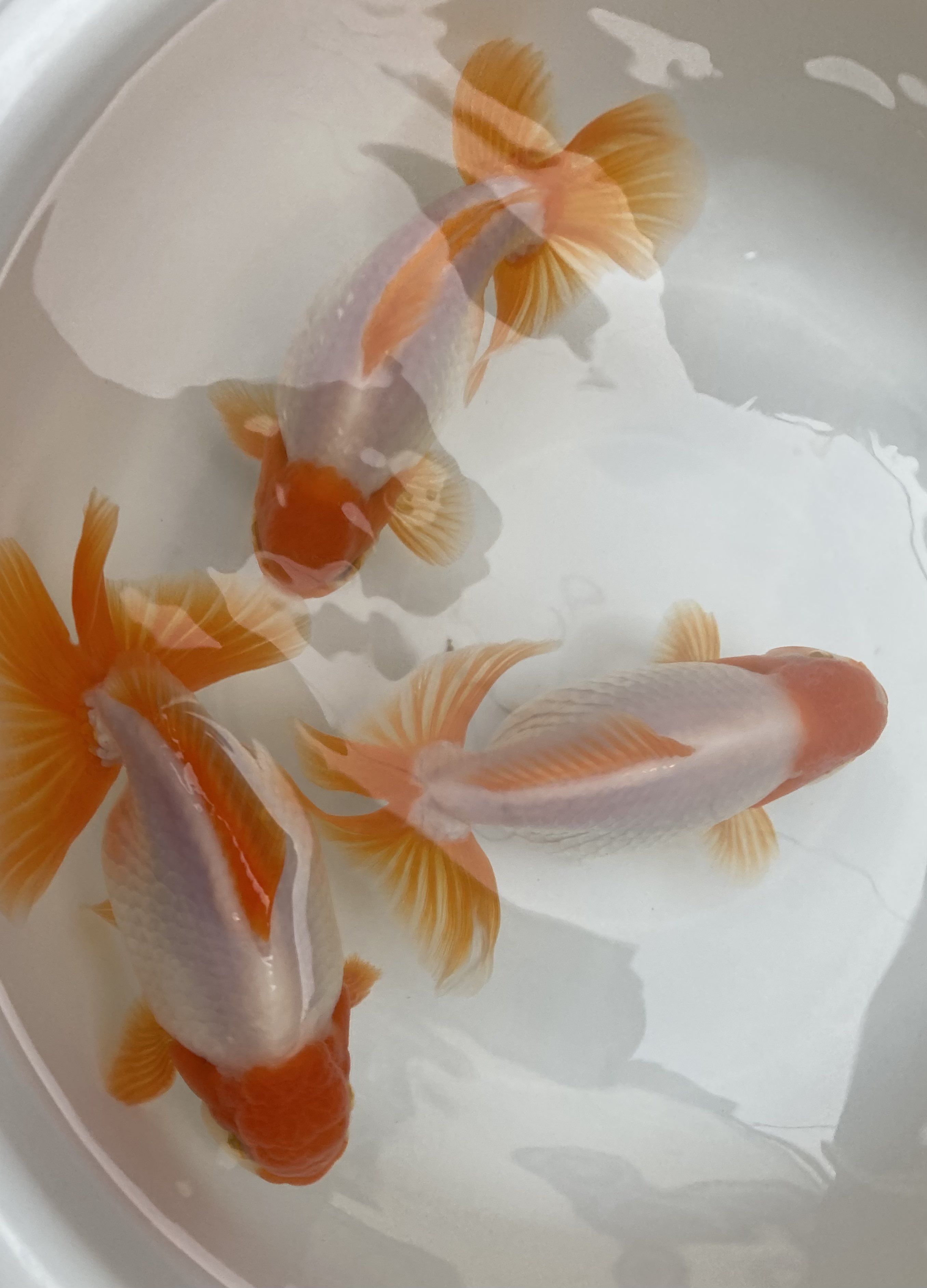 金魚 Acurys Com Br
