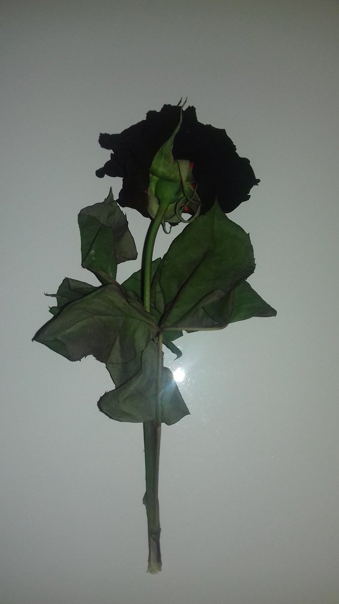 Nejla (@nejla85349129) on Twitter photo 