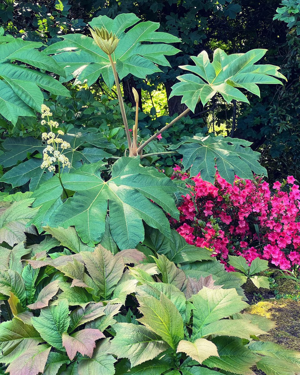 Whippetmum's tweet photo. A more tropical corner of the garden. Come a see it for yourself as part of your visit to my #openstudioscornwall #tetrapanaxpapyrifer #rodgersia #azalea #gardening #GardeningTwitter #cornishgarden https://t.co/JnntGHiXTh
