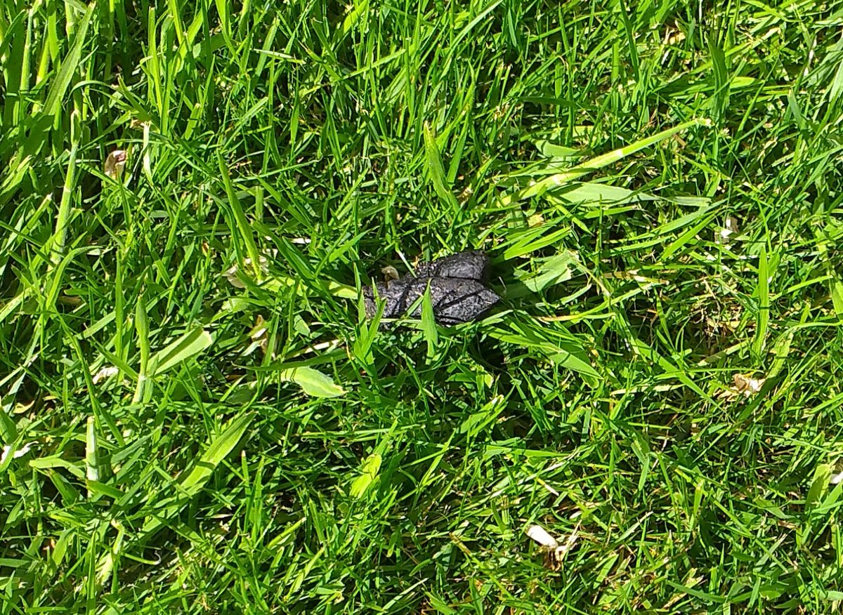 Hedgehogs in my garden here in #Ilkley leaving me proof of their visits. <a href="/The_RHS/">The RHS</a> <a href="/Charlie_Dimmock/">Henry Watt</a> <a href="/ChrisGPackham/">Chris Packham</a> #Springwatch