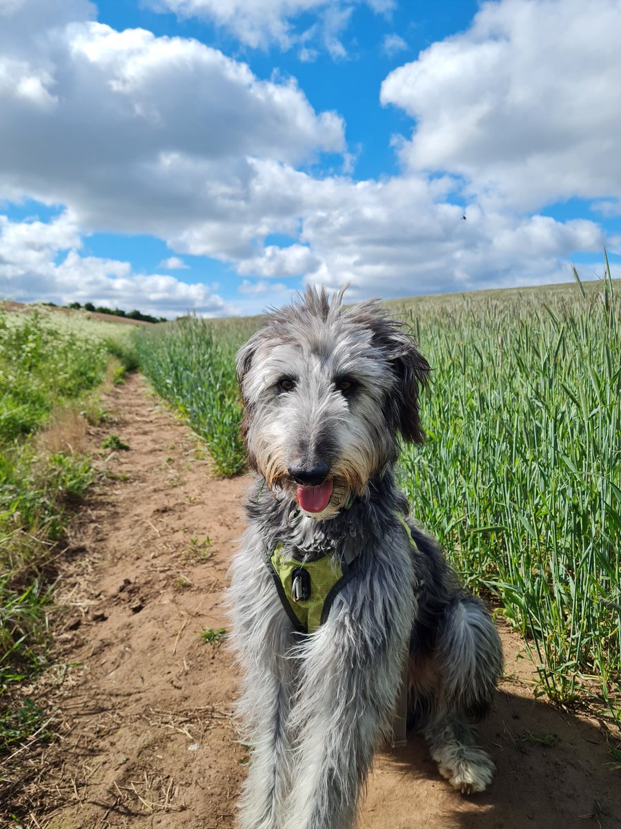 I really am lucky to have such beautiful fields behind where I live. 🙏 they never build on them. Perfect for walking Murphy and he loves it! 
#dogwalks #bedlingtonwhippet #beddywhip #lovewhereyoulive #dogsoftwitter