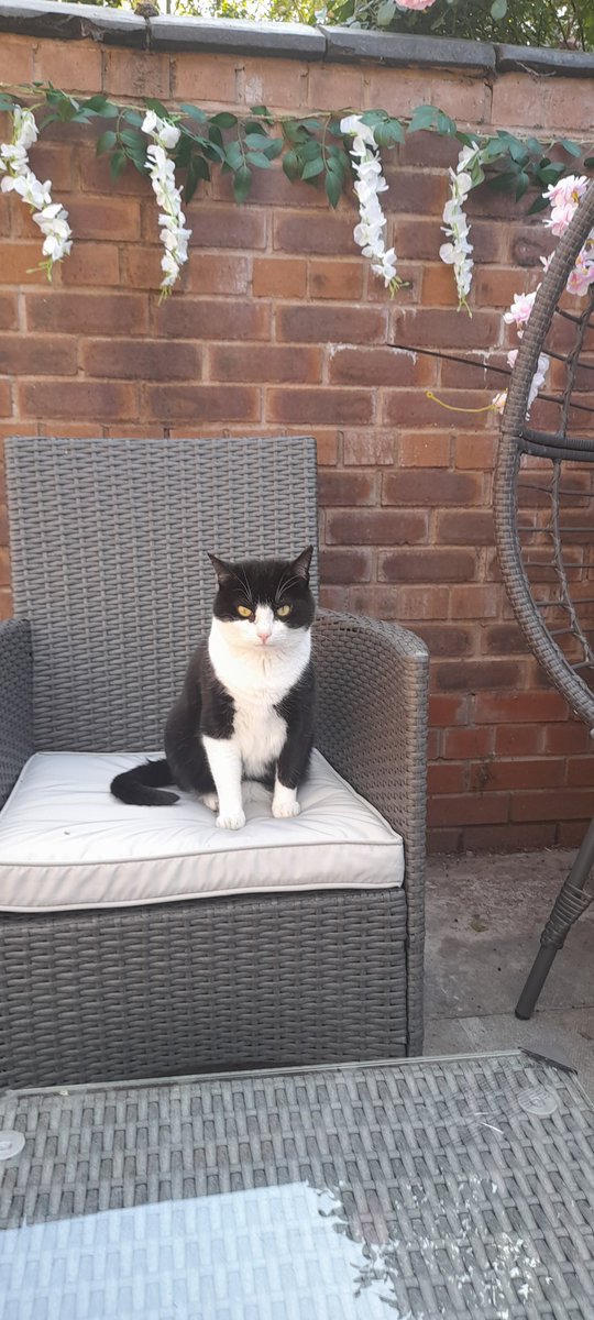 Tuxedosocks's tweet photo. Sitting outside with the humans, my mummy says I’m looking handsome today https://t.co/ldxIVIKHI5