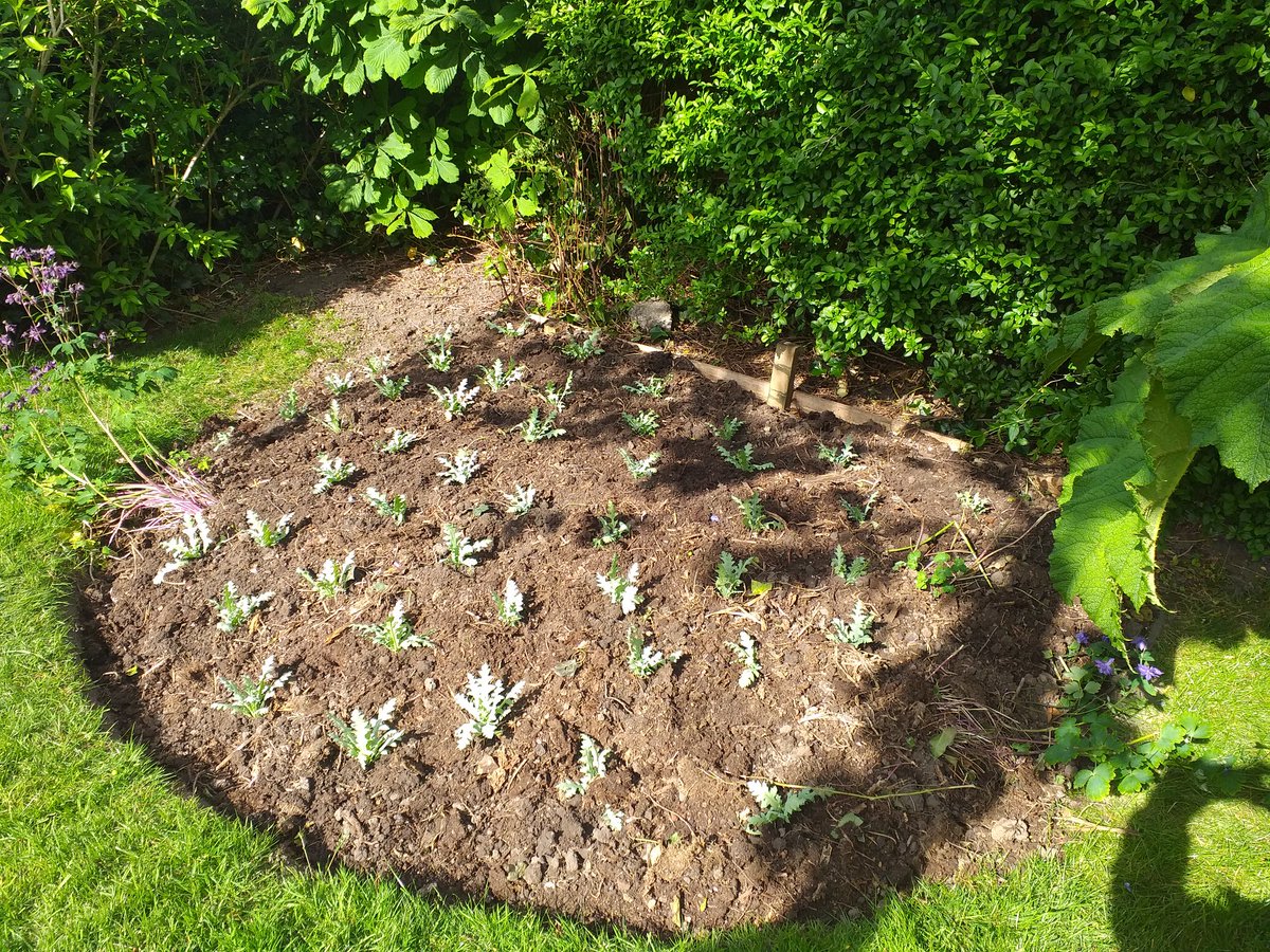 3 weeks later, just planted 48 Icelandic Poppies out. #Ilkley #outdoors