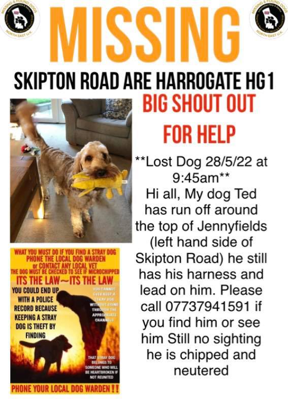 🆘TED IS MISSING🆘#Ted went #missing from #SkiptonRoad #Harrogate #HG1 area, 28/5/22 at 9.45am. Still has lead & harness on. Chipped & neutered. Sightings please on number below.👇 facebook.com/jakemills17 #MissingDog #LostDog #dogsoftwitter
