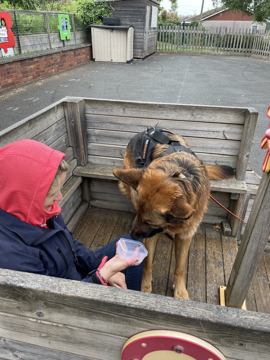 G_M_P_S's tweet image. Mantrailing and scent detection training at the school today with Worcester Search and Scent. Braith 🐕 found his missing person and enjoyed his chicken reward. #mantrailing #scentdetection @worcesterdogs
