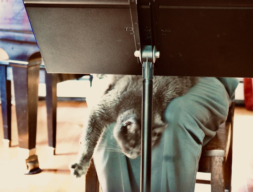 This has become a typical moment during rehearsal. Beatrix loves Paul's lap the "mostest" and he has spoiled her over the years, as you can see here. She is completely relaxed, while at the same time, completely in charge. #rehearsalkitty #earlymusic