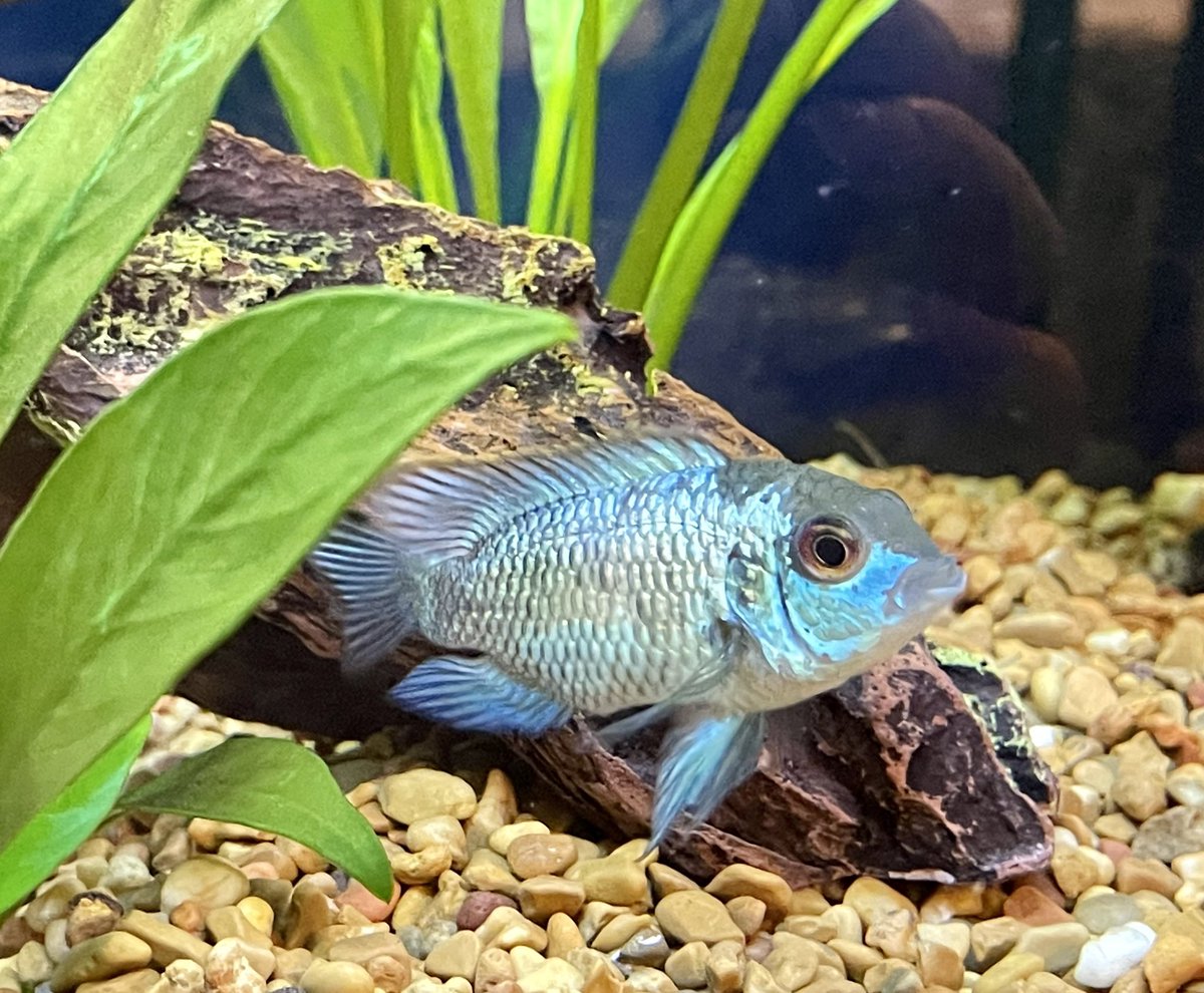 eersfansmf's tweet photo. Added a couple fish to the middle tank last night, a beautiful #ElectricBlueAcara and a #GermanBlueRam always feels like Christmas on new fish days #fiskhkeeping #cichlids https://t.co/Ey8lPEEaRP