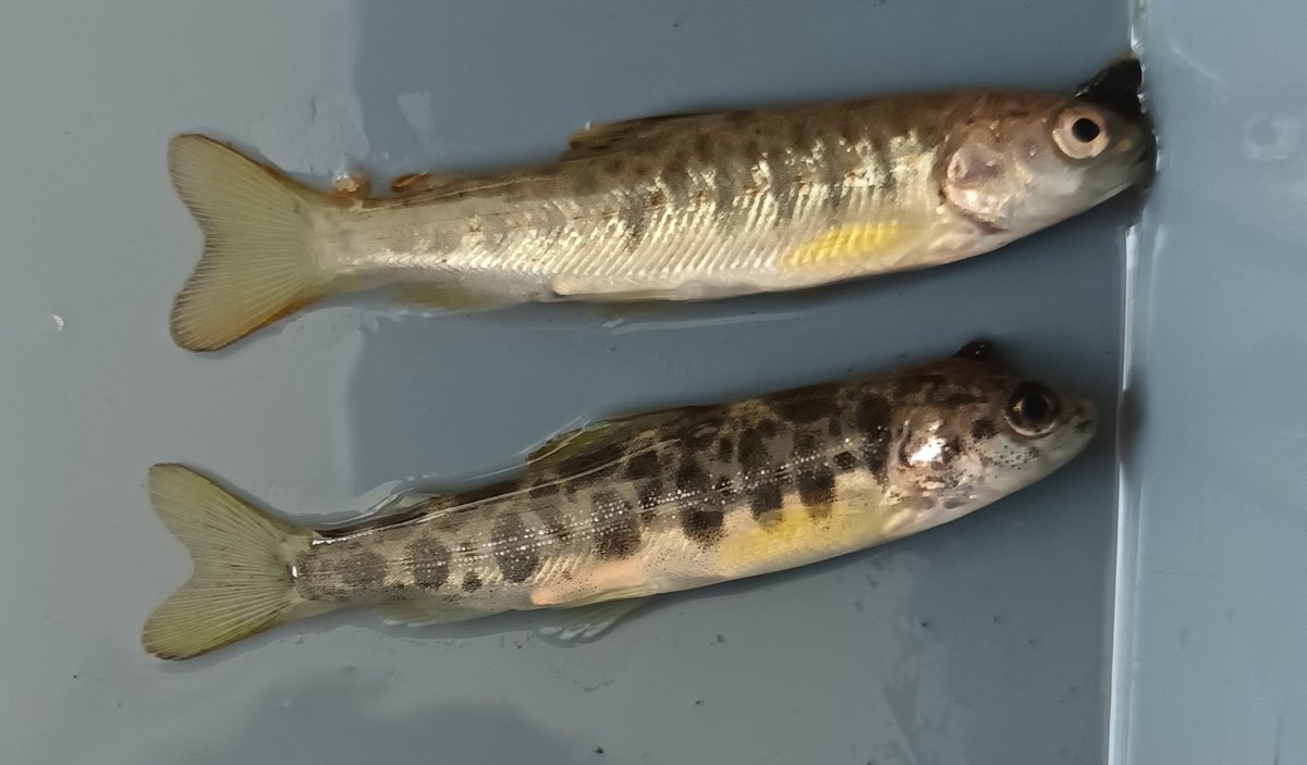 SEG_GBG's tweet photo. Great to see so many brown #trout (top) and Atlantic #salmon (bottom) fry at our study site in France. Looking forward to coming back in the autumn when they will be big enough to #PITtag
#fishsci https://t.co/oVLbzUgp30