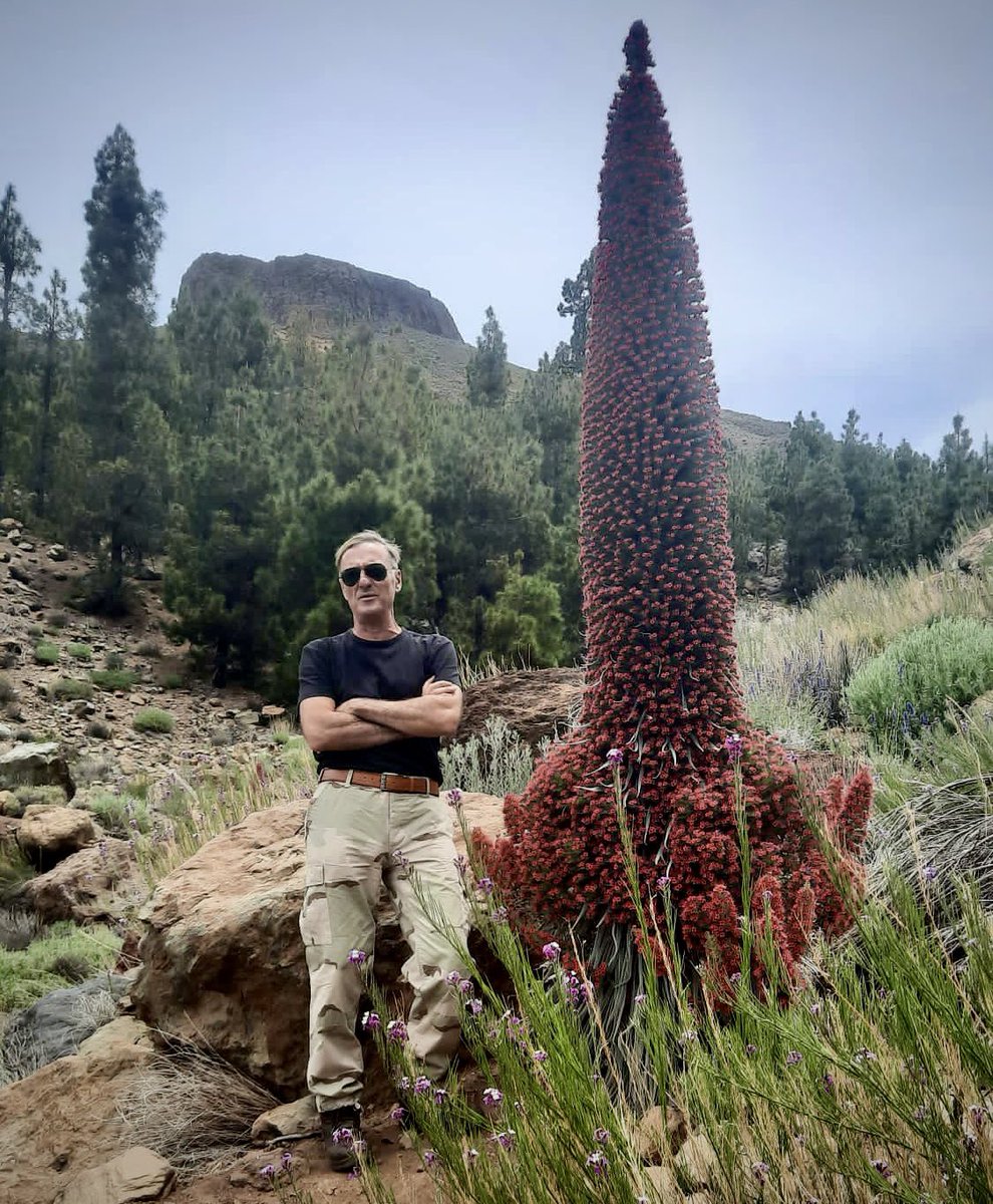 IgnacioGarciaGT's tweet photo. When geology meets botany, definitely “size” is quite, quite important. TENERIFE, Canary Islands. Stunning TOWER OF JEWELS, Red Bugloss (Echium Wildpretii), local endemism. @GeoTenerife @TenerifeNature https://t.co/Ez2LUEqHHd