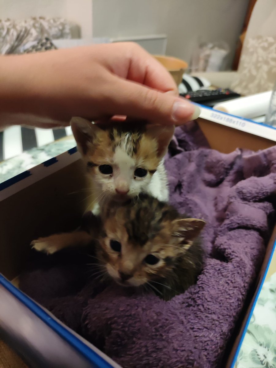 lidia_darksky's tweet photo. Mi gente ayer un amigo se encontró a estos dos gatitos.
La tricolor es hembra (200gr)  y el marroncito macho (250gr) pasaron por veterinario y solo tenían pulgitas que ya han recibido tratamiento. Están sanotes, comen leche.
Están en Sevilla con nosotros.
Dad RT 
Interesados MD https://t.co/4LTvsBgC6A