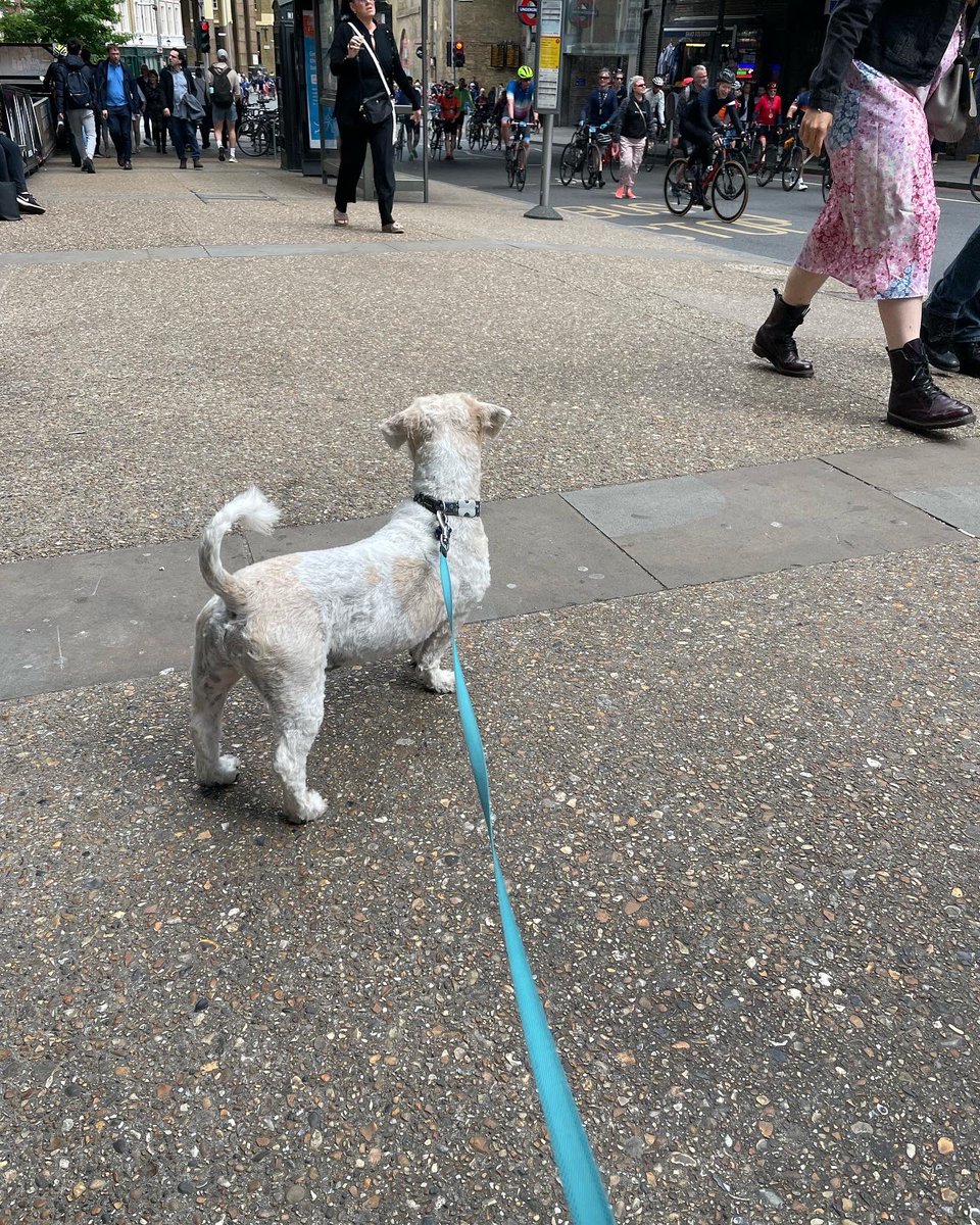 OzBoz15's tweet photo. Hoomum took me on an adventure today to London Town to see my dad riding his bike really fast.  I didn’t mind the train and took charge on the tube but no like those moving stairs, didn’t even want mum to carry me up them.  She said never again and I agree! https://t.co/YUO8MhYLTX