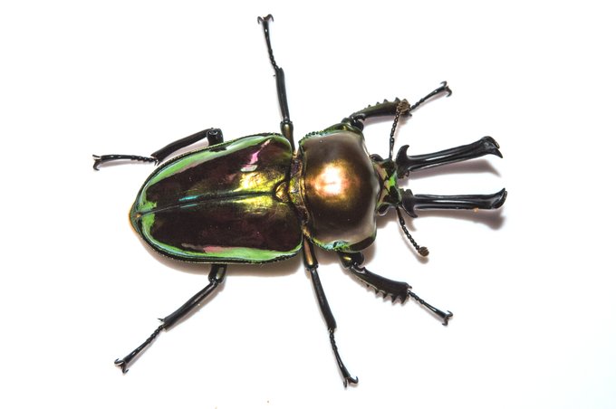 手に入れてしまった……
光沢のある虫の撮影を練習しよう

普通に部屋で撮るとあんま色が出ない 