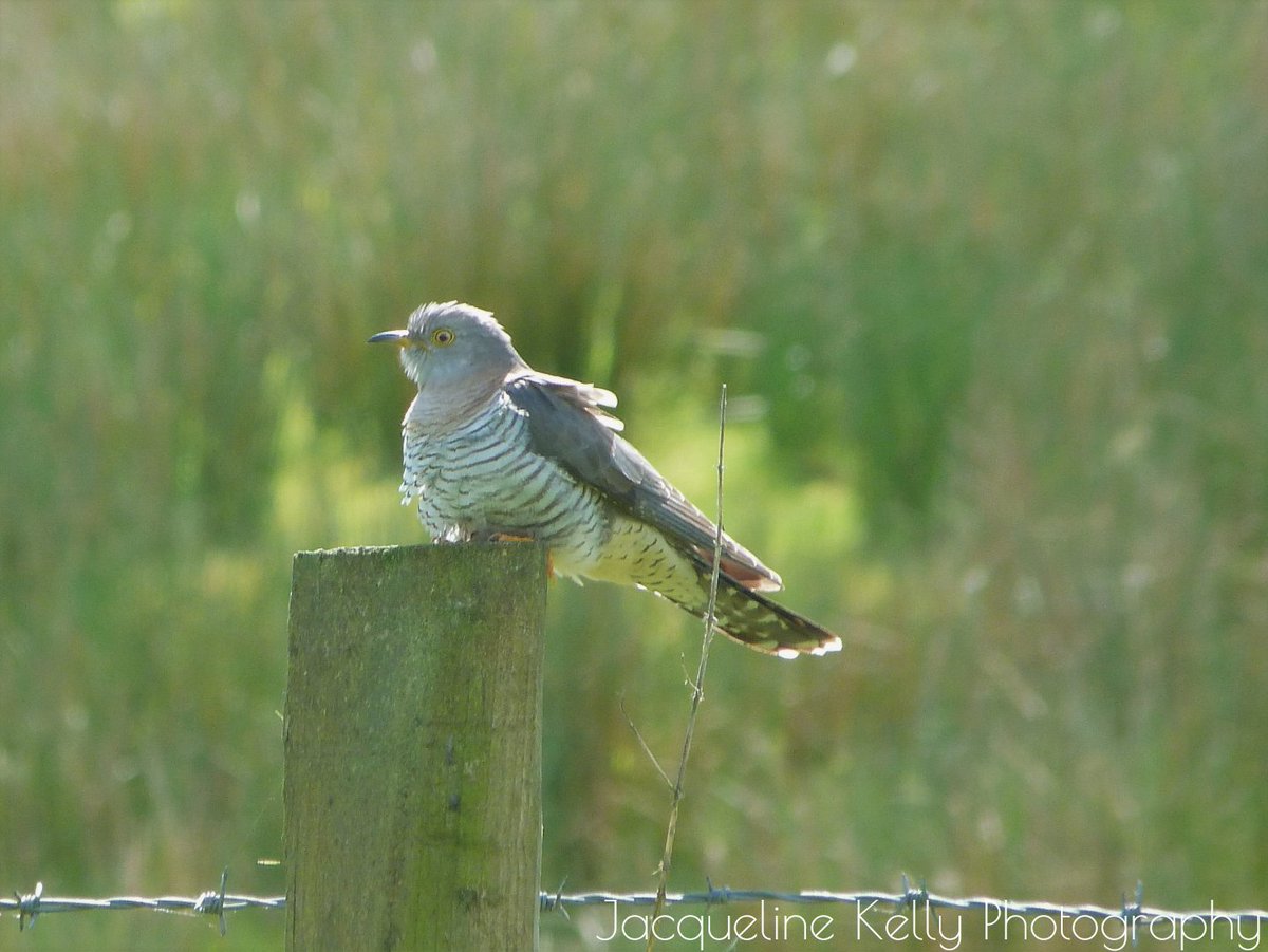 JK7Photography's tweet photo. The cuckoo popped by to say hello today in Drumquin, Co. Tyrone. #cuckoo #birdphotography @RSPBNI https://t.co/3IZLTAvA4V