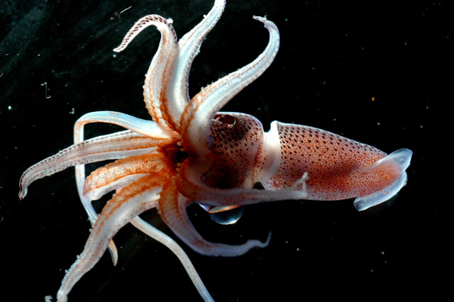 SUMMERH2020's tweet image. Strawberry squid (Histioteuthis heteropsis) may look like a tentacled strawberry due to the photophore pattern on its body, but aside from that the squid shares no more similarities to the small red fruit. 🍓🦑 
📸: Public Domain (NOAA)
#squid #strawberrysquid #deepseacreatures