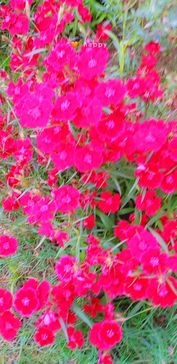 Mir600114741's tweet photo. Love flowers
Because nature needs like this
#floweers #GreenvilleV1 #NFTdrops
#NFTCommmunity
#NFTGiveaway
City of flowers
#Pakistanchitral
#KPKUpdates https://t.co/eqkIRAheBv