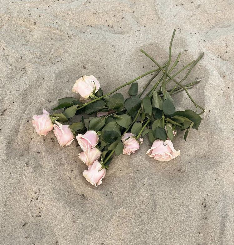 liviuuh's tweet photo. pink roses <3 https://t.co/2q8I5vviBq