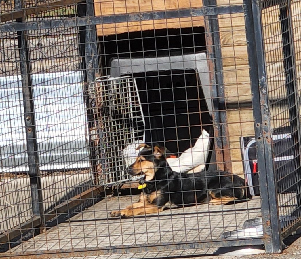 nica_santia's tweet image. ¿Se sabe algo de Coco? ¿Cómo soporta el frío que hace en ese lugar descampado de Ezeiza? 
¿Está bien de salud?
Ahora en Ezeiza son las 12:44 hs, 9° - sensación térmica 7°
¡Ojo @SenasaAR Los estamos mirando!!
#LiberenACoco
#LIBERENACOCOYA