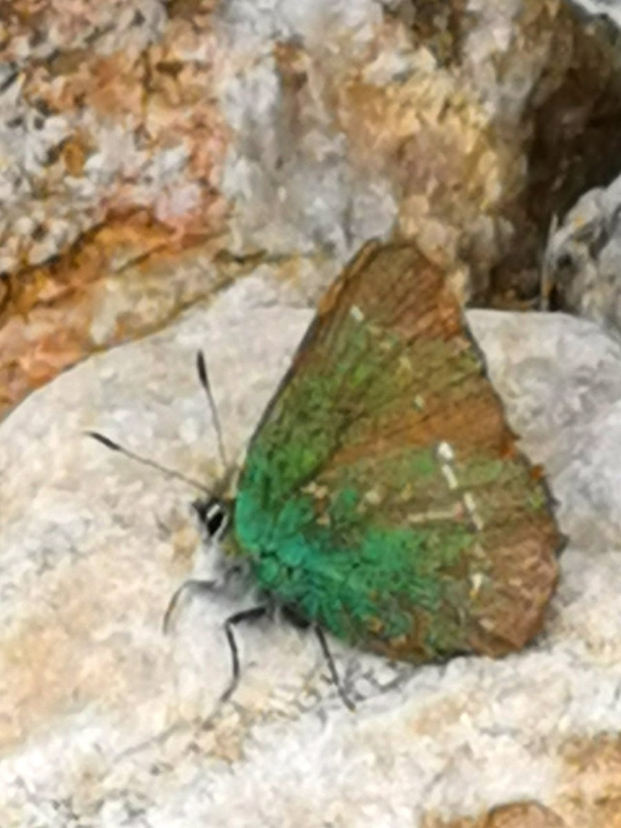 Green hairsteak butterfly today at Glen Strathfarrar. Thanks for the i.d. @DreamTimeTreat #greenhairsreak <a href="/savebutterflies/">Butterfly Conservation 🦋</a>