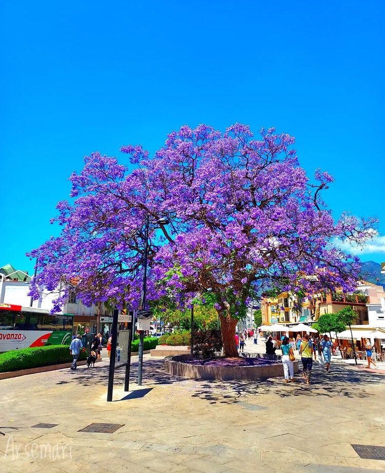 📣FOTO DEL DÍA

🔔Síguenos: <a href="/LateMalaga/">Late Málaga | Cultura, Historia y Gastronomía</a> 

📍Arroyo de la Miel, Málaga.

Créditos: xanaov instagram)

#latemalaga #malaga #andalucia