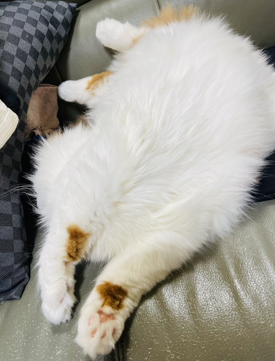 mimaru_azuki's tweet photo. 寝相…… #猫好きさんと繋がりたい  #猫 #スコティッシュフォールド #猫好きさんと繋がりたい https://t.co/ReBQvciLmn
