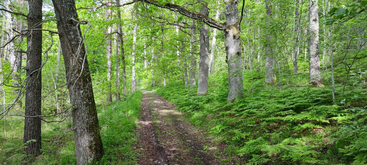 Chagohod's tweet photo. The best thing I have done for my physical and mental health is starting to take daily walks. Luckily for me Sweden had some really nice trails. 🥰 https://t.co/JCo4IKmgjD
