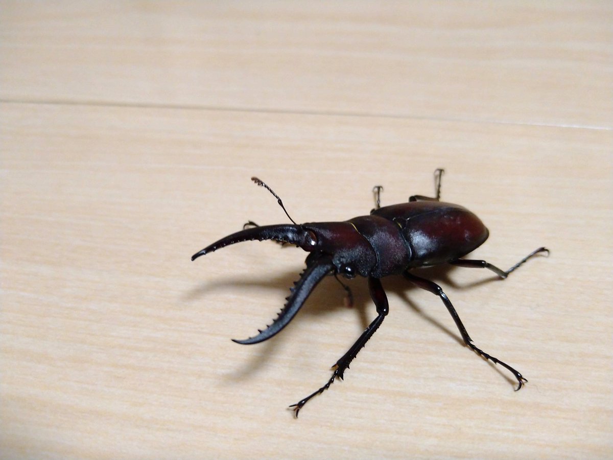 TA12718013's tweet photo. クワガタ捕まえた！ https://t.co/L7cOij8rro